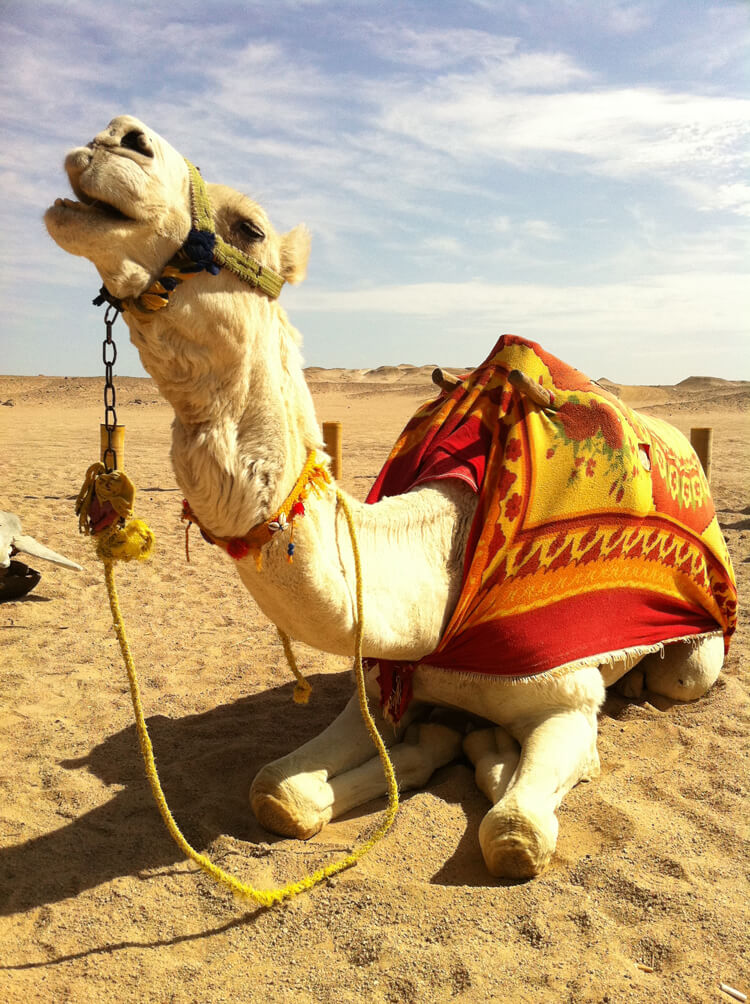 Kamelreiten Ägypten