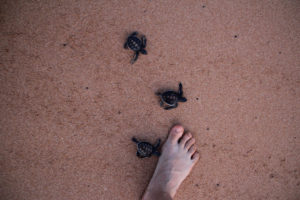 Am Strand von Sri Lanka, Schildkröten retten
