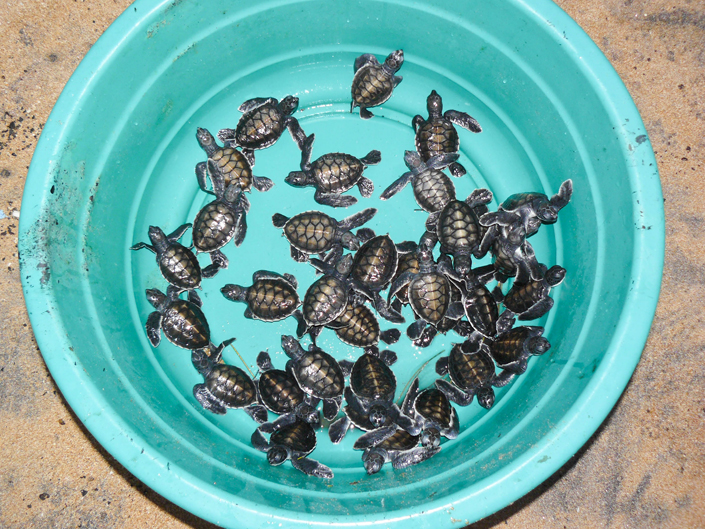 Ein Kübel voll Schildkröten vor dem Tod bewahren