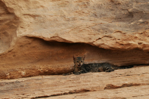 Ein Kätzchen in Little Petra