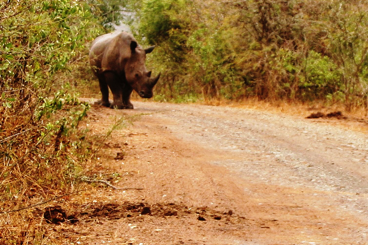 Nashorn im Hluhluwe iMfolozi Nationalpark