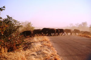Büffel Krüger Nationalpark Südafrika