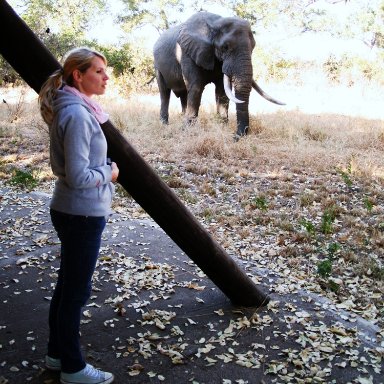 Elefanten Krüger Nationalpark Südafrika
