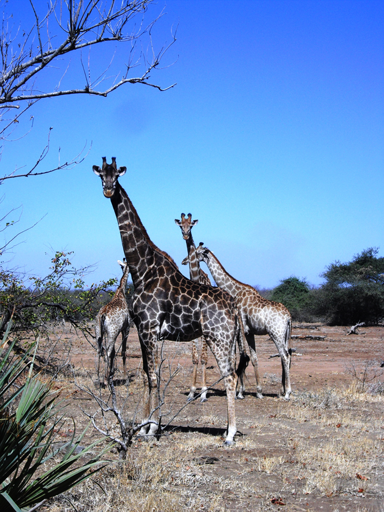 Giraffen Krüger Nationalpark Südafrika