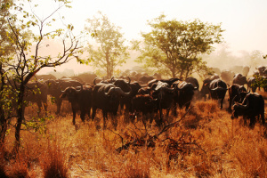 Krüger Nationalpark Südafrika Büffelherde