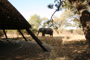 Krüger Nationalpark Südafrika - Elefant
