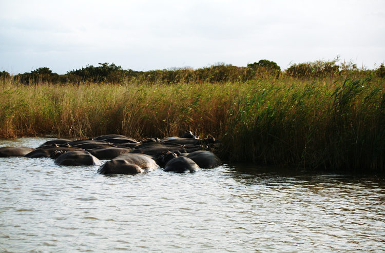 Nilpferde Südafrika