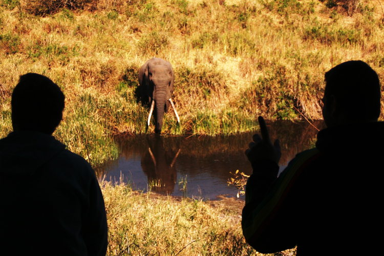 Elefant Krüger Nationalpark Südafrika