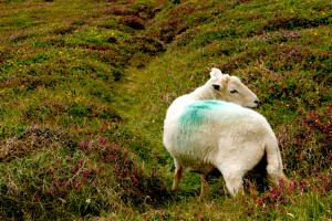Irland Rundreise Schafe
