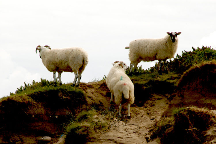 Irland Rundreise Schafe