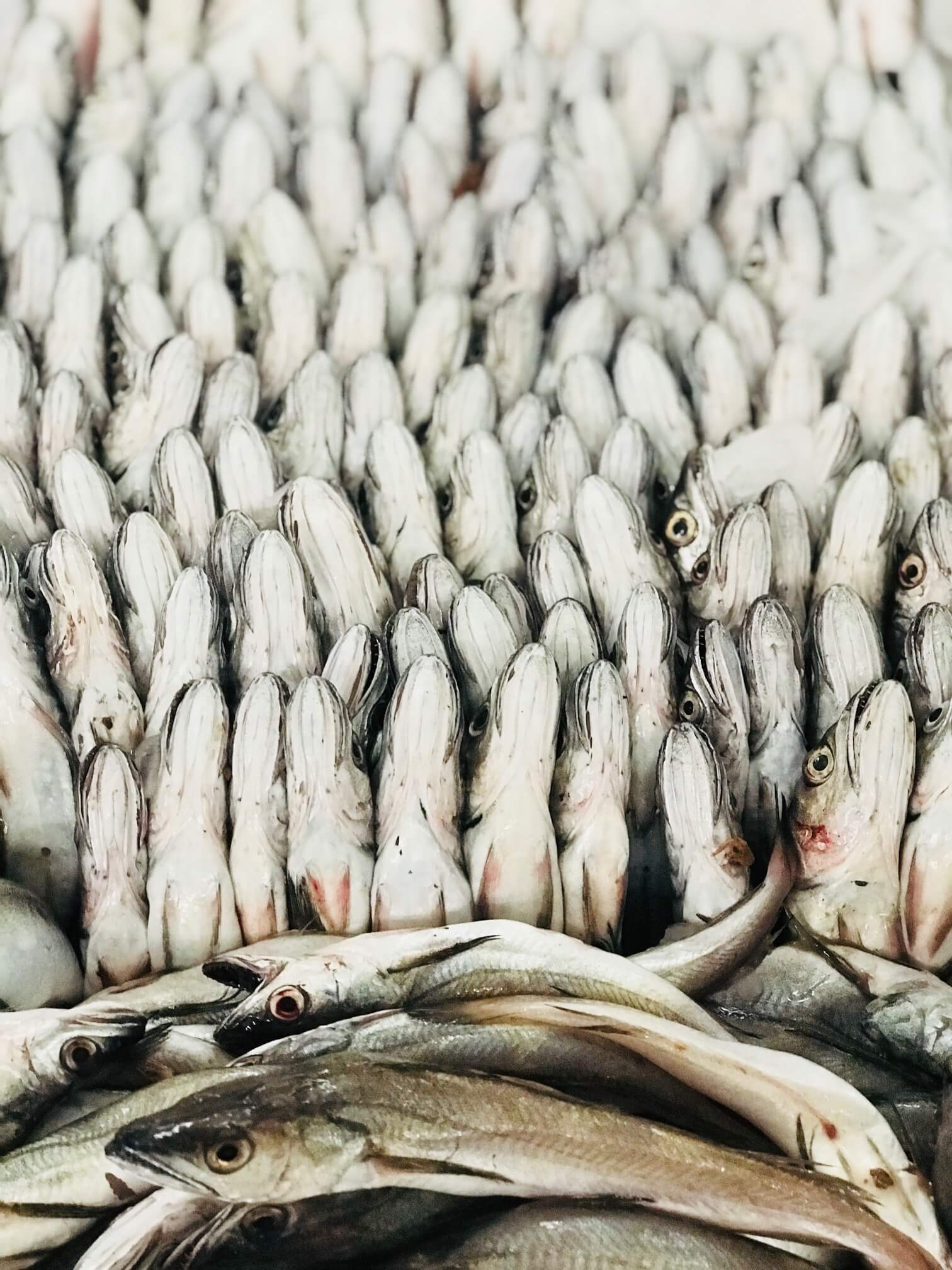 Agadir Fischmarkt