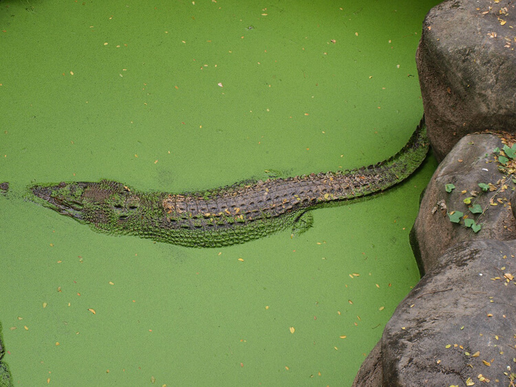 Everglades Aligator