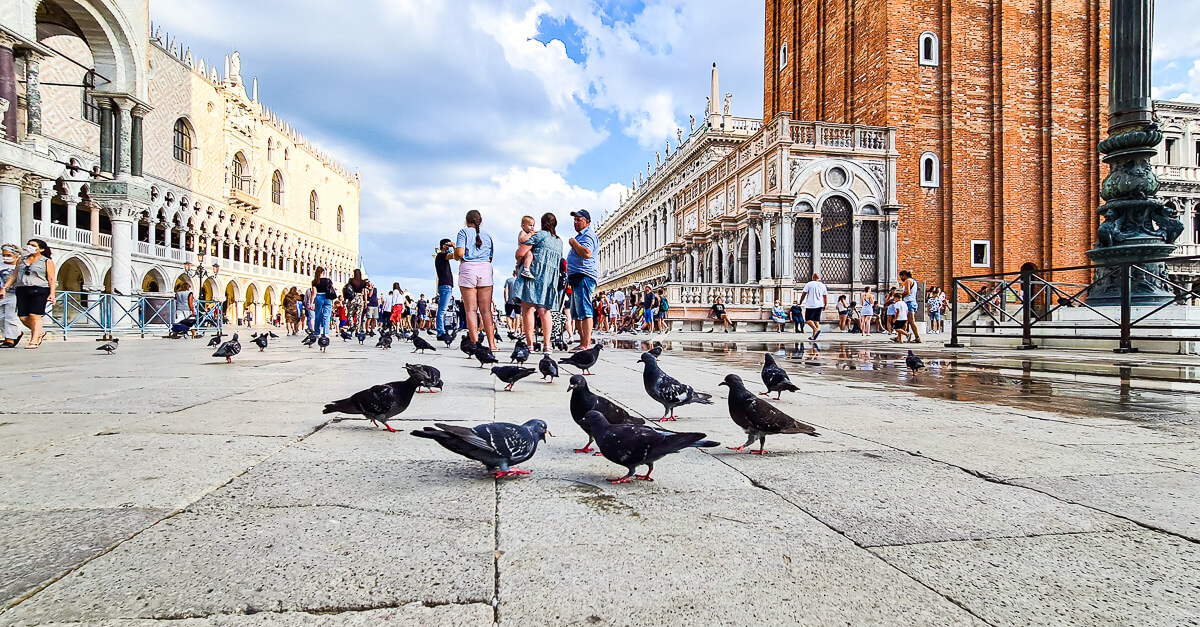 Tauben am Markusplatz in Venedig