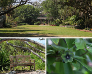 Marie Selby Botanical Gardens | Florida