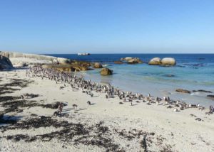 Südafrika Garden Route Pinguine Boulders Bay