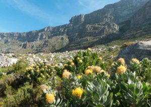 Südafrika Garden Route Highlights