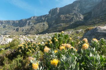 Südafrika Garden Route Highlights