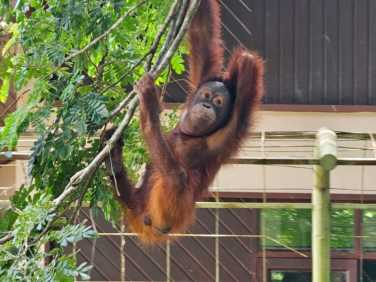 Fernreiseziele im Sommer: Borneo