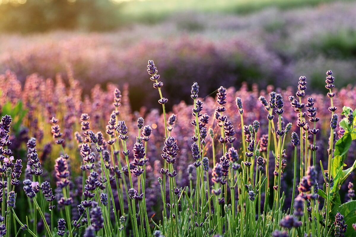 Lavendel Plantage in Istrien besuchen